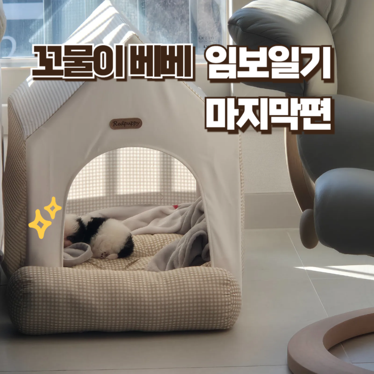  꼬물이 베베 임보일기 마지막편. 베베 가족 품으로 떠나다.