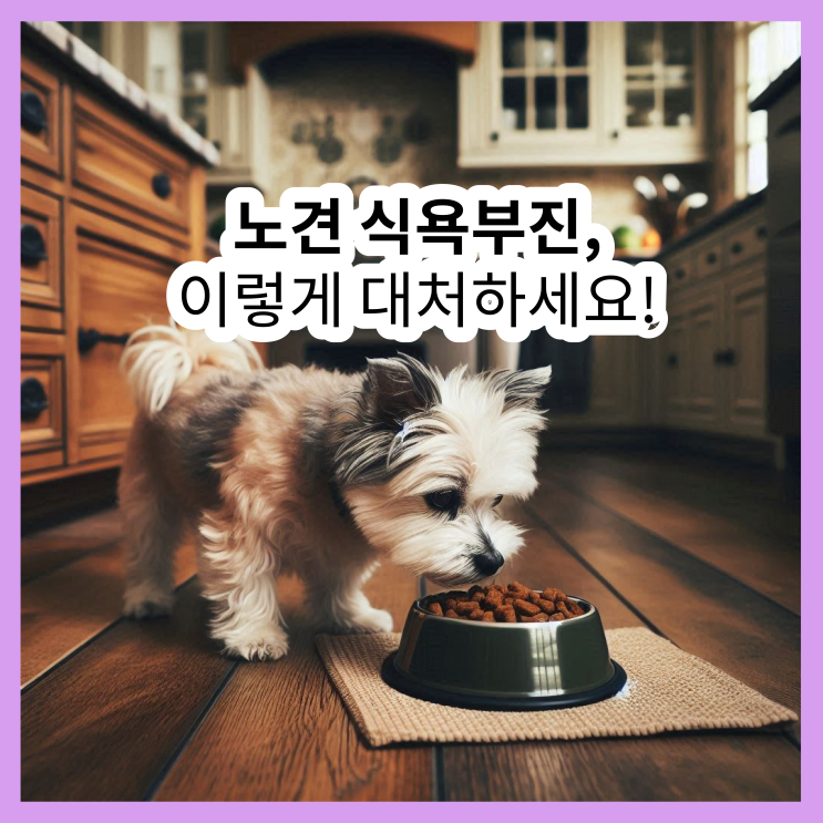  노견 식욕부진, 5가지 원인과 해결책 총정리 (노령견 식욕부진)