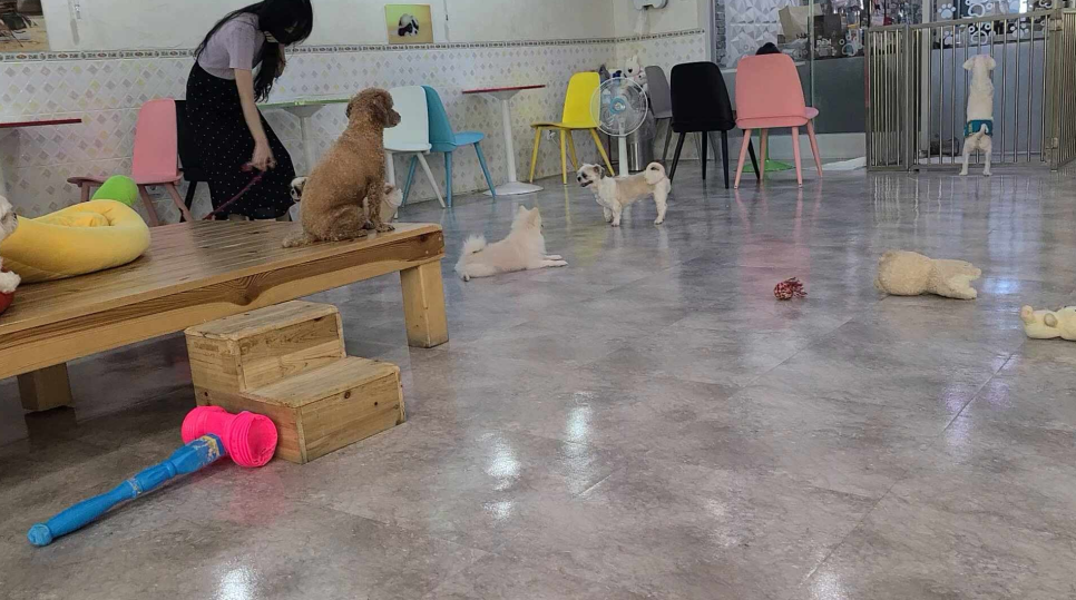 봉봉애견카페 사진 5