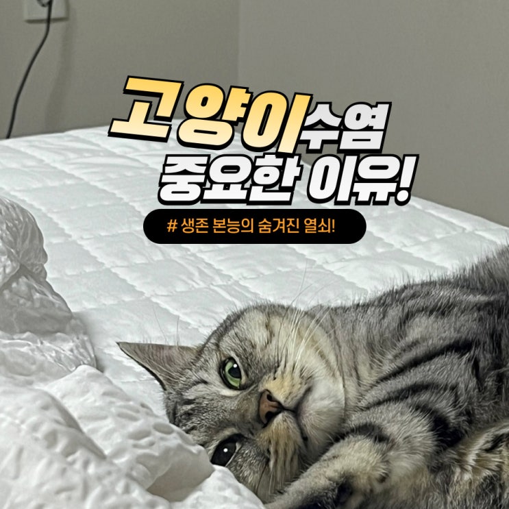  고양이 수염, 생존 본능의 숨겨진 열쇠!