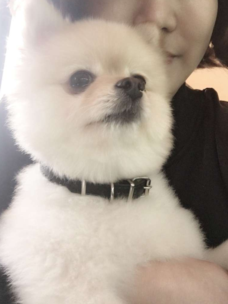 봉봉애견카페 사진 6