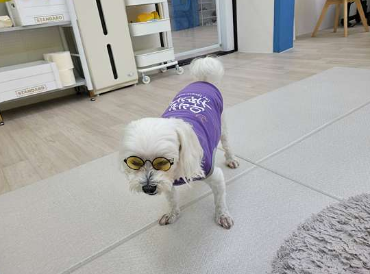 우리집댕댕이