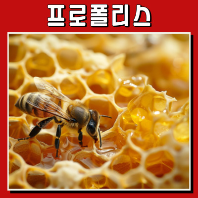 프로폴리스 효능으로 1주일 만에 면역력 강화