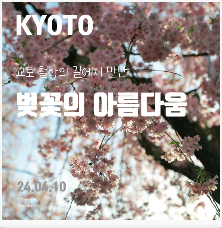  교토 철학의 길에서 만난 벚꽃의 아름다움