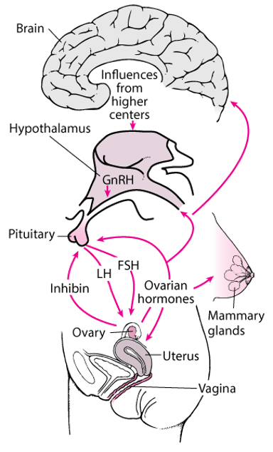 여성 생식 내분비학(Female Reproductive Endocrinology)