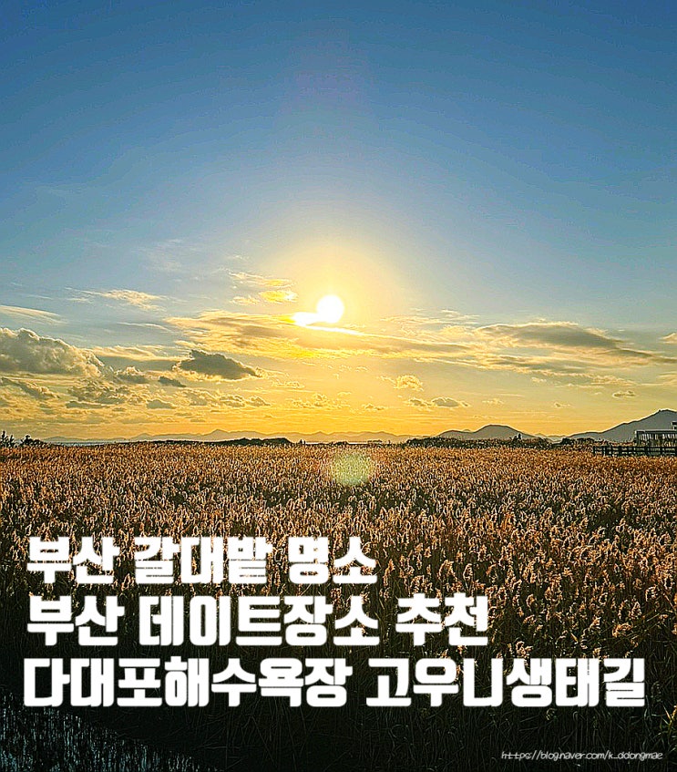  부산 가볼만한곳 '다대포해수욕 고우니생태길' 갈대밭 명소 주차장