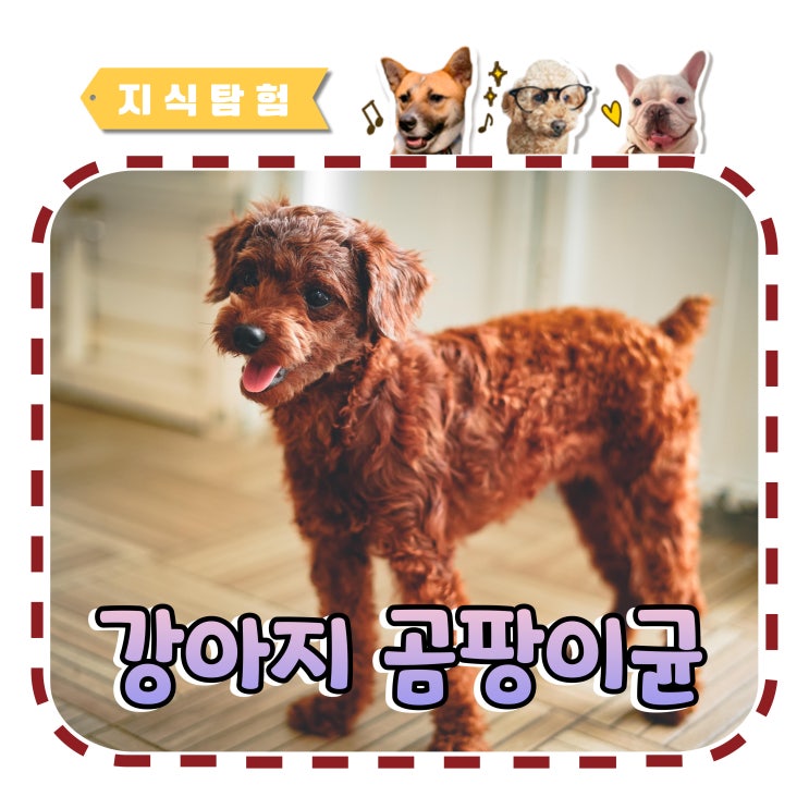  강아지 곰팡이균 왜 우리 댕댕이만? 감염 후기