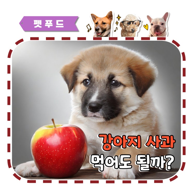  강아지 사과 급여량과 껍질 먹어도 되나요?