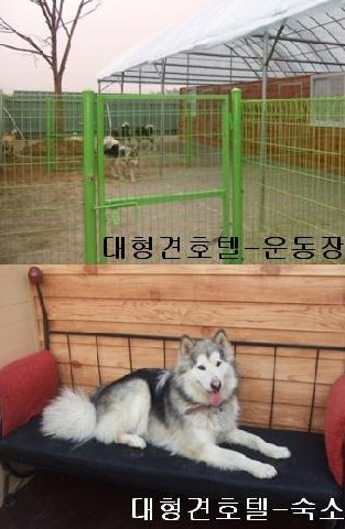애견호텔페라다이스