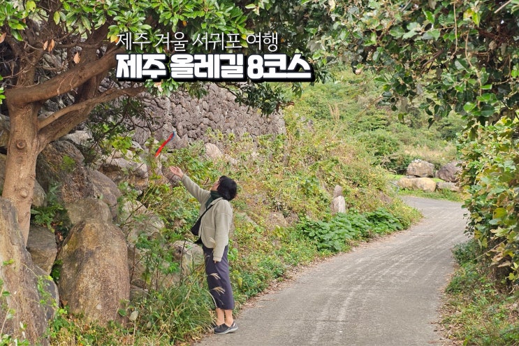  12월 서귀포 가볼만한곳 제주 올레길 8코스 겨울여행