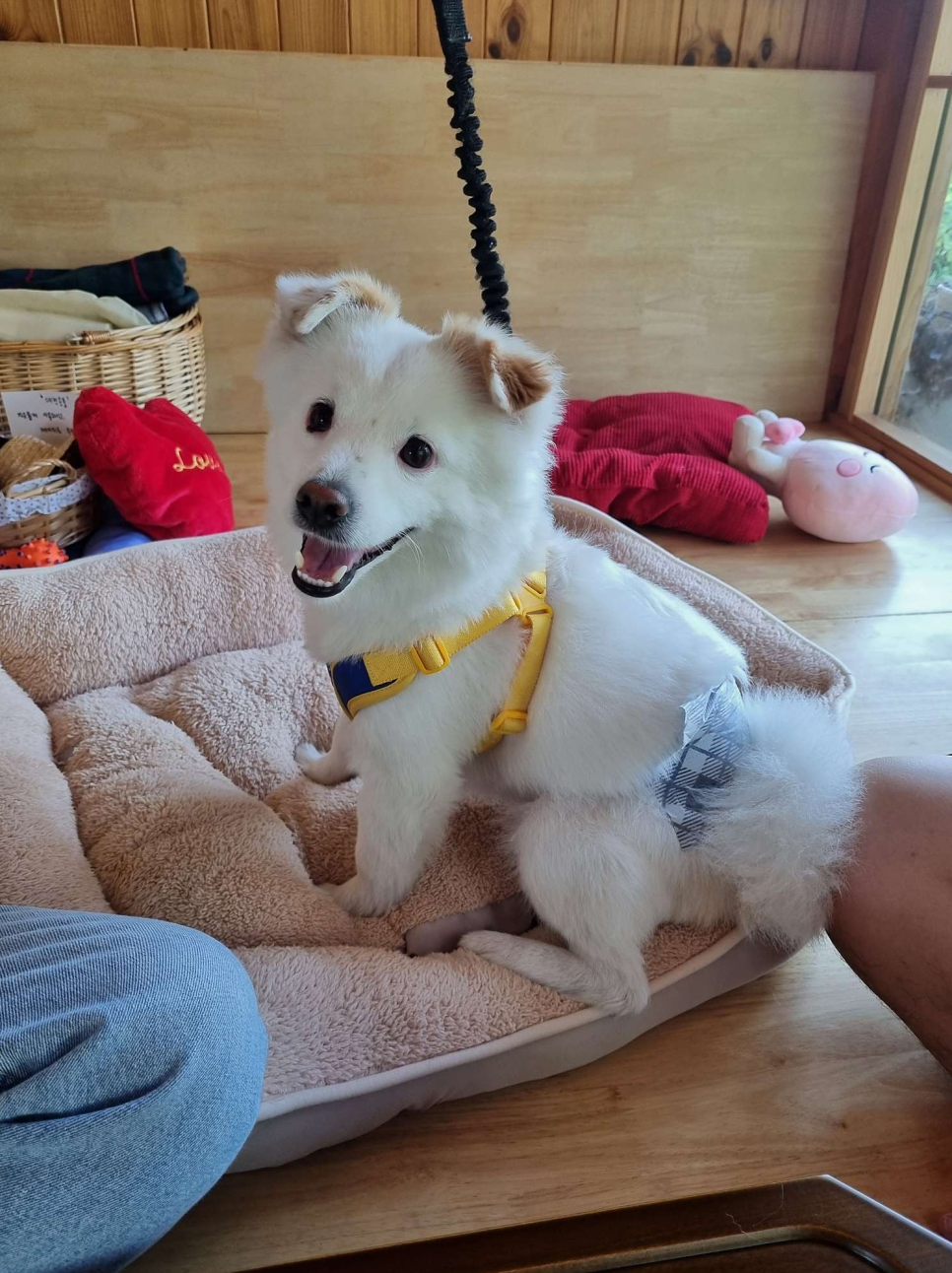 디디동물병원 사진 6
