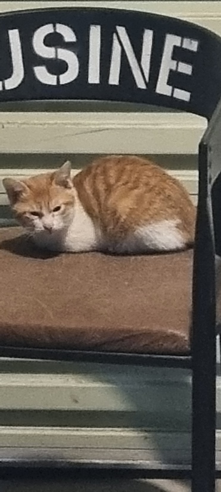  블로그 10일차 고양이와 함께한 다음 사이트 검색등록 작업 진행...