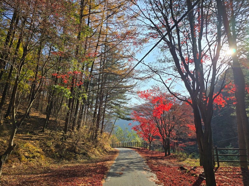 소백산 국립공원 삼가야영장 바로사
