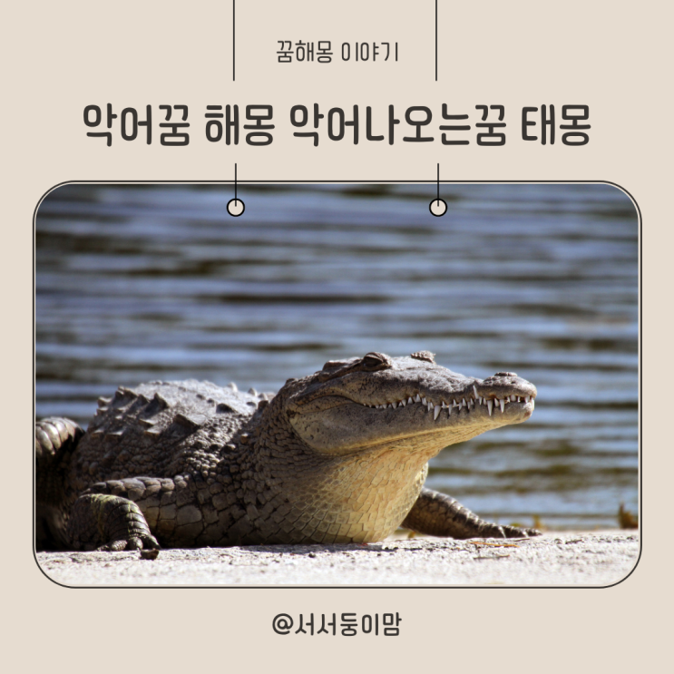  악어꿈 해몽 악어나오는꿈 태몽 악어에게 물리는꿈 죽이는꿈