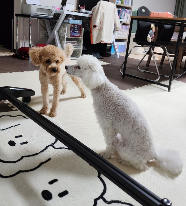  빵이한테 엄마 없는 시간은?!
