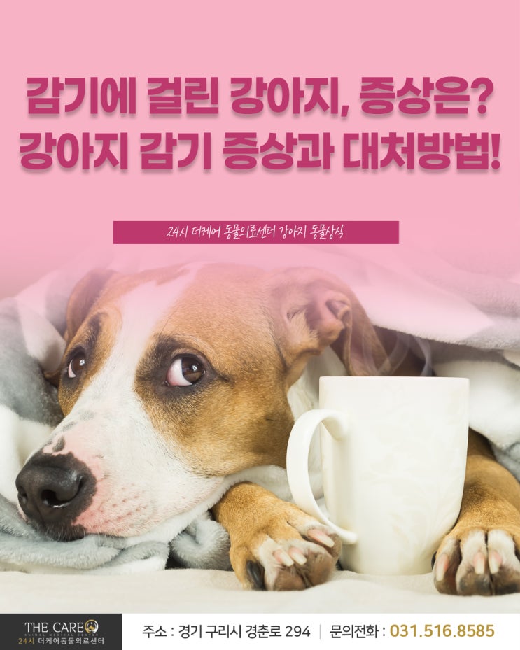 [24시더케어동물의료센터] 감기에 걸린 강아지, 증상은? 강아지 감기 증상과 대처방법!