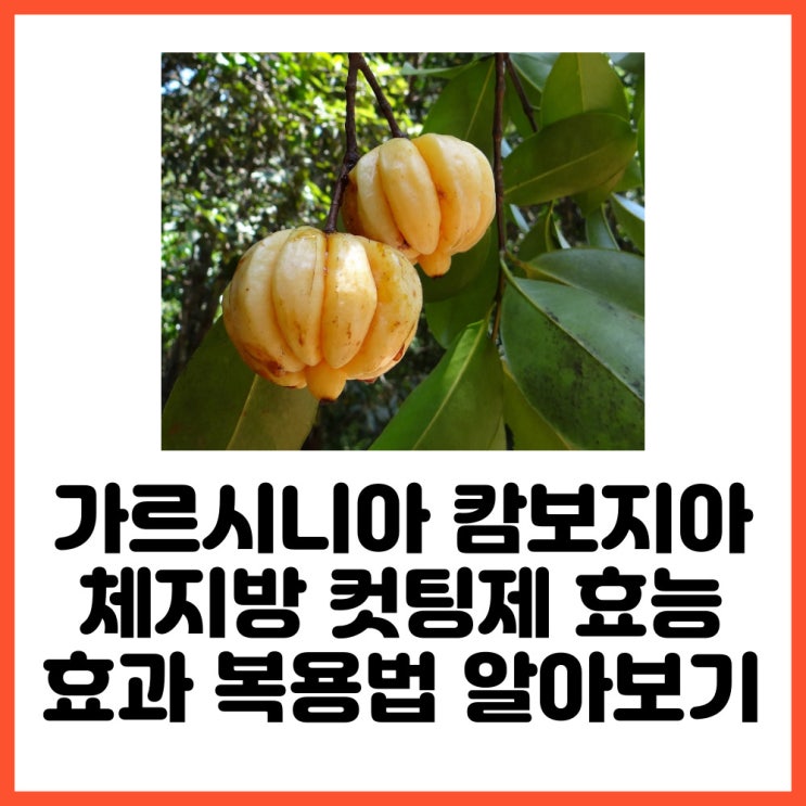  가르시니아 캄보지아 체지방 컷팅제 효능 효과 복용법 알아보기
