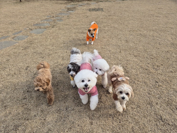  서울 애견호텔 :) 천연잔디 강아지 운동장 라드독을 믿고 맡길 수 있는 이유