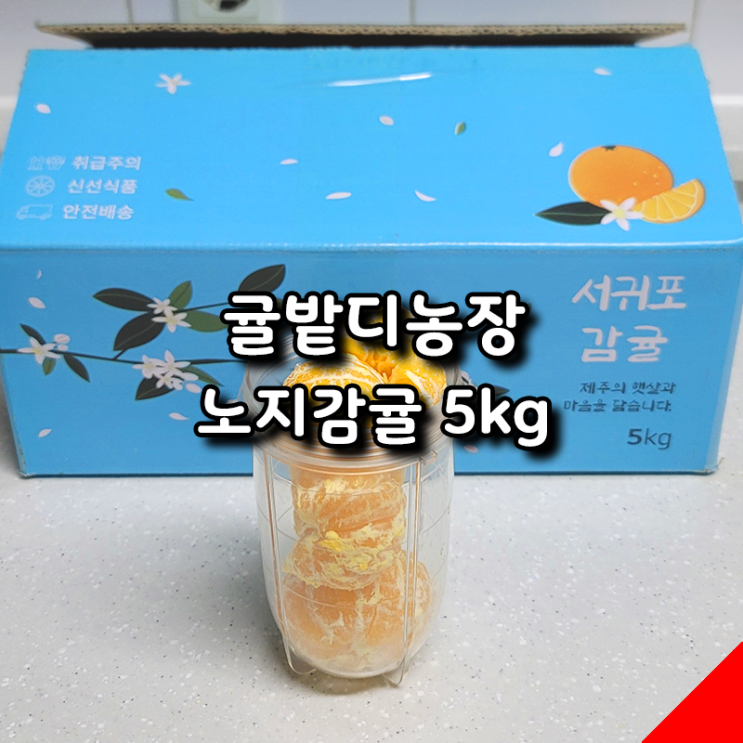  제주감귤 추천 귤밭디농장 노지감귤 5kg 신선함 가득한 겨울 간식