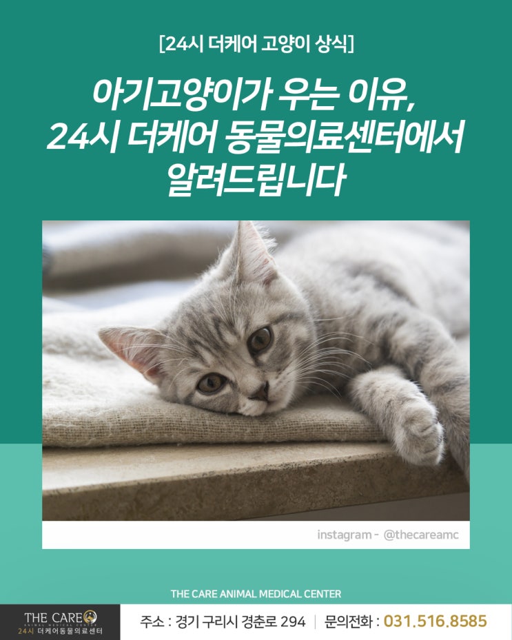  [24시더케어동물의료센터] 아기고양이가 우는 이유, 24시 더케어 동물의료센터에서 알려드립니다 