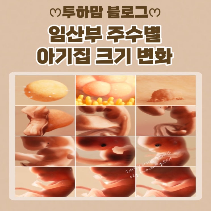  [임산부] 주수별 아기집 초음파 크기 변화 알아보기 (임신+)