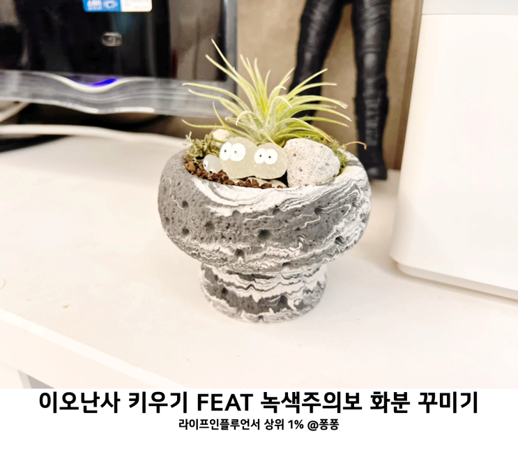  키우기 쉬운 실내 공기정화식물 추천 틸란드시아 이오난사 키우기 녹색주의보 제스모나이트 예쁜 인테리어 미니 화분 꾸미기