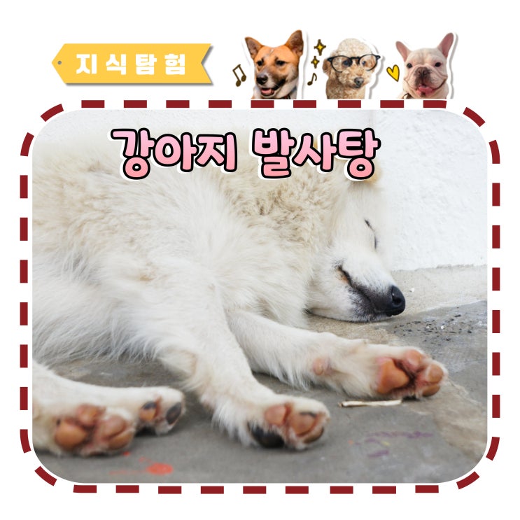 강아지 발사탕 발바닥 핥는 이유
