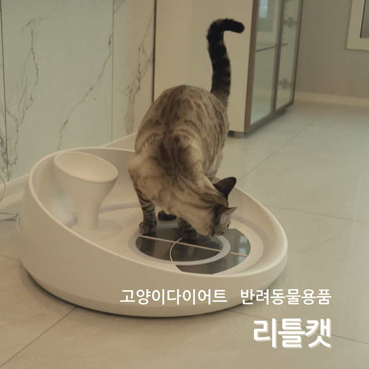  고양이다이어트 리틀캣 반려묘 건강관리