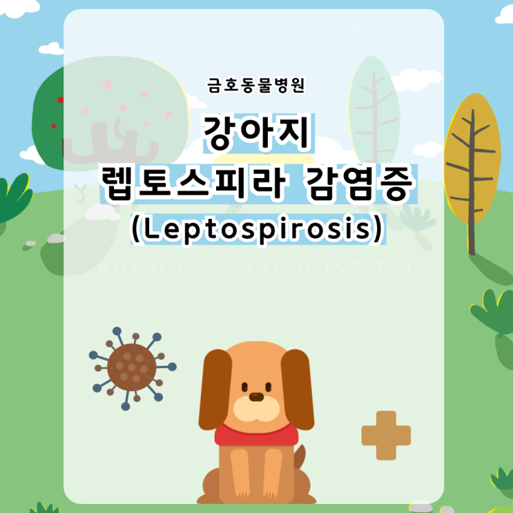  광주 "렙토스피라 전염병" 우리 같이 예방해 볼까요? [광주 치과 동물병원, 금호동 동물병원, 광주동물병원, 광주 서구 동물병원]