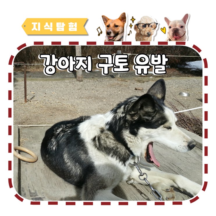  강아지 구토 유발 필요한 상황과 방법