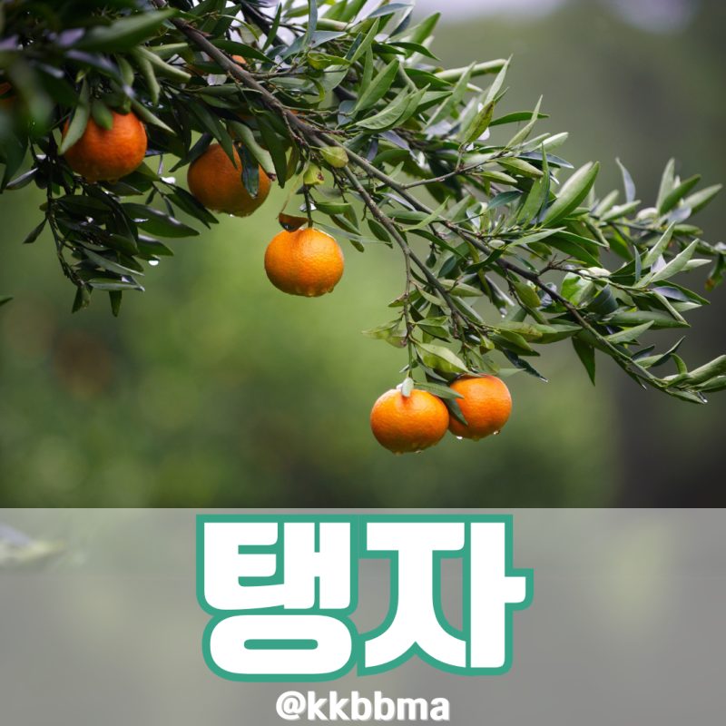 탱자 효능 4가지 나무 효소 먹는법 아토피 나을까?