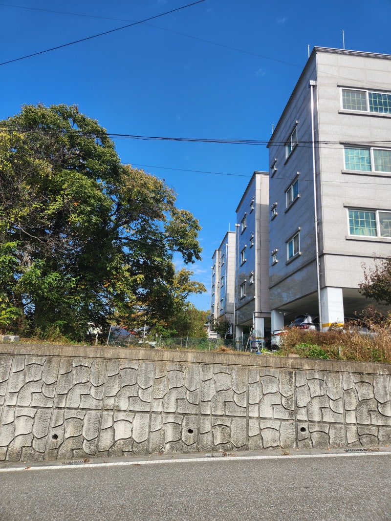 혼마 파크골프채 중고 가격 모델종류 소개