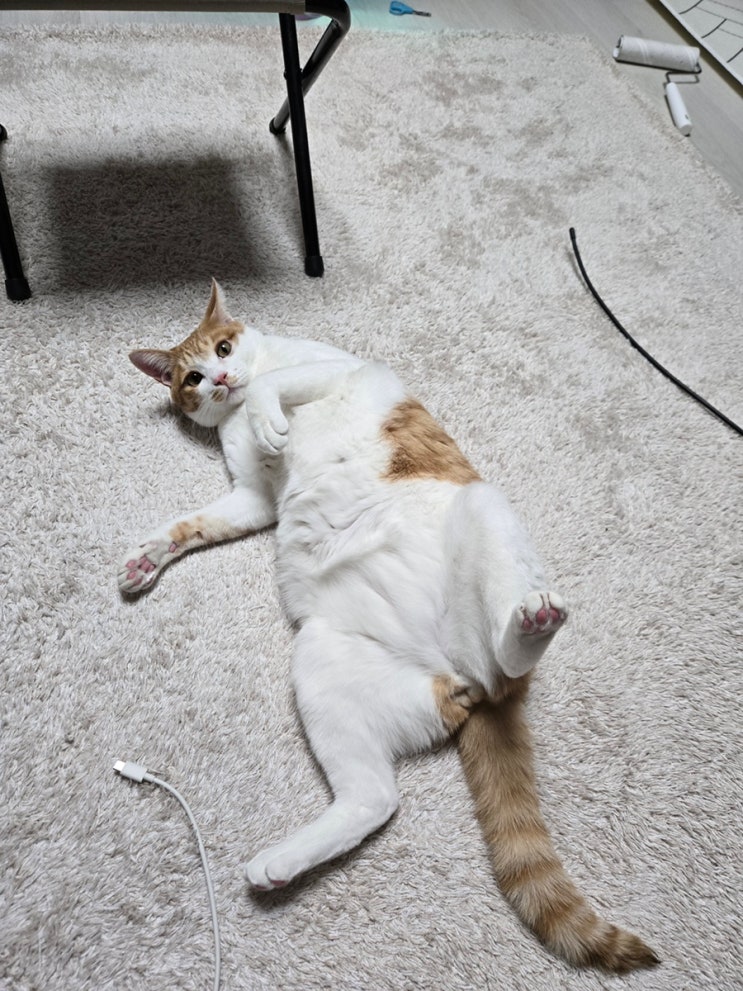  친구 고양이 됴아 :)