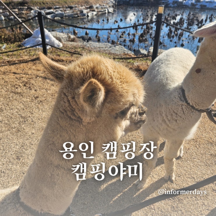  용인 캠핑야미/야외바베큐 캠핑장 애견동반식당 N존 내돈내산 솔직후기
