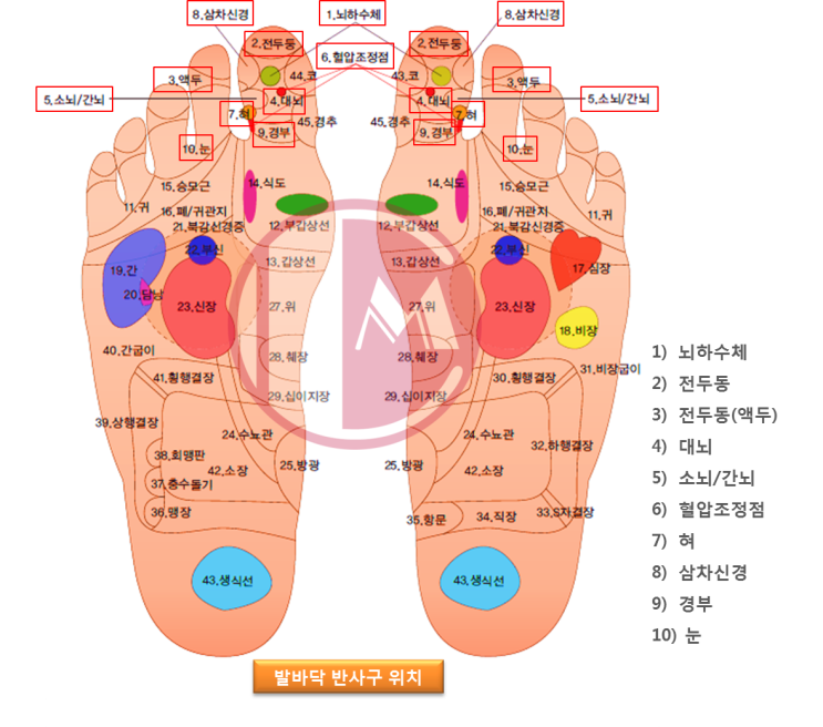  성인학습자 미용학과에서 제공하는 발맛사지 왼발반사구