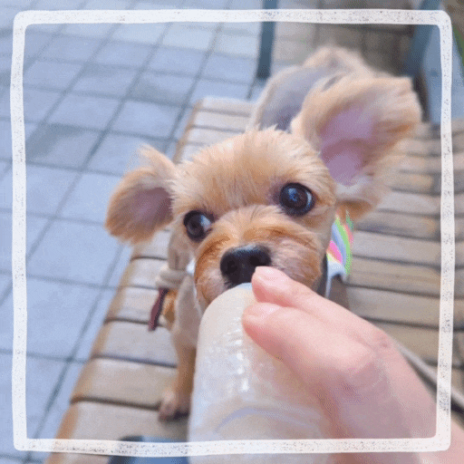  새끼 강아지 꿈 해몽 개꿈 뜻