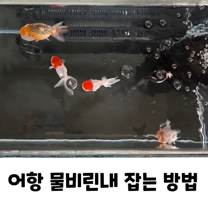 물생활 궁금증 집에 어항 들이면 비린내가 날까? 어항 물비린내 잡는 방법