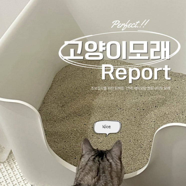  고양이 벤토나이트 모래, 초보 집사를 위한 완벽한 선택!