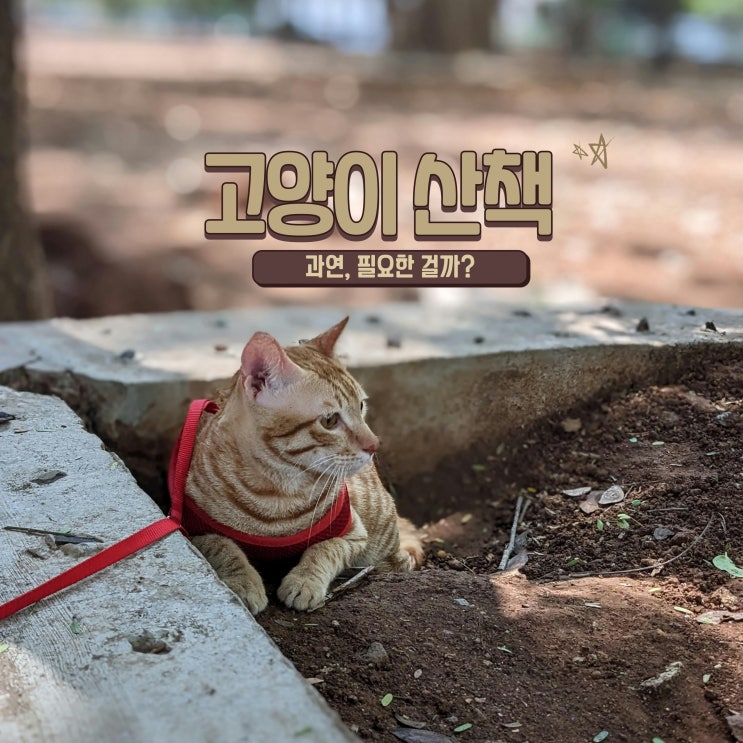  고양이 산책 필요할까? 실내에서 본능 채우는 방법 5가지!