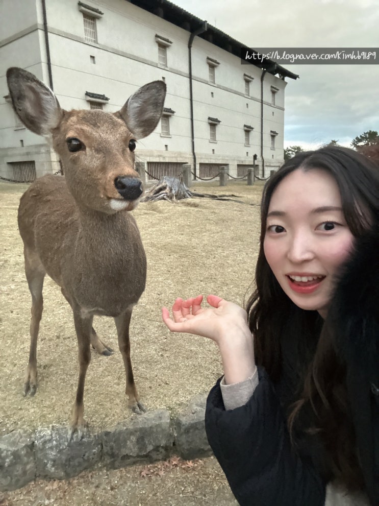  오사카 근교 여행지 나라사슴공원 기념품 센베 파는 곳