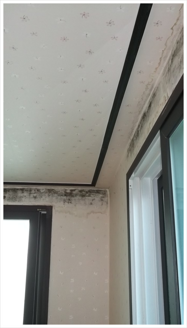  주택 벽지에 곰팡이제거? 어떻게 해결?