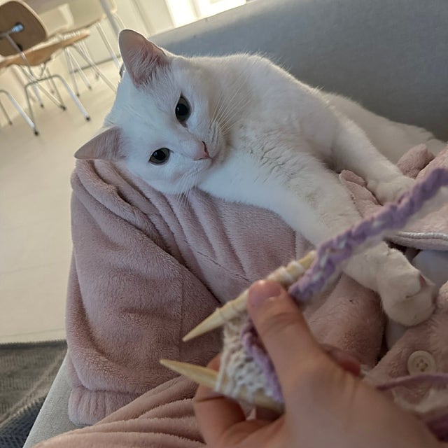 베를린 스카프 뜨기 시작 🧶