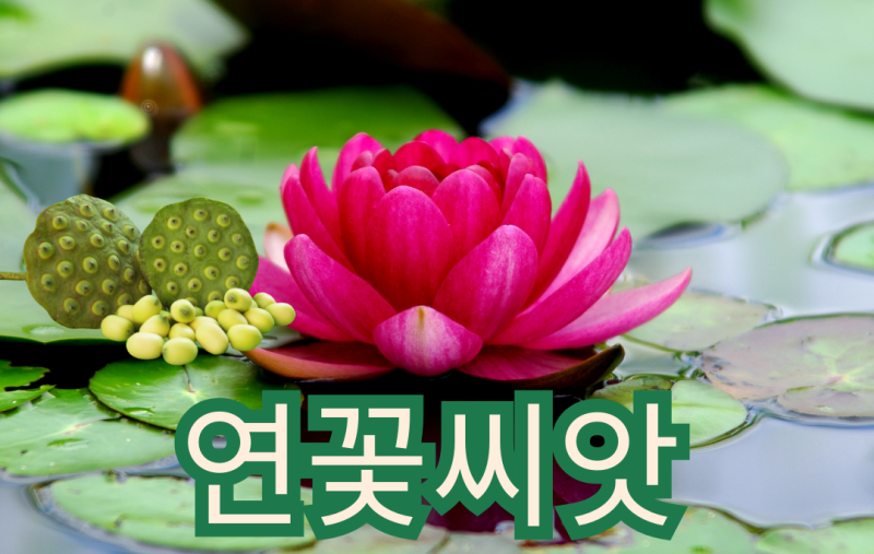 연꽃 씨앗 효능 5가지 연자육 건강하게 먹는 법 섭취 시 주의사항