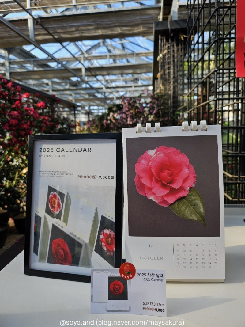 제주 겨울여행 카멜리아힐/ 동백꽃 개화상황/ 사진 잘 나오는 곳 : 네이버 블로그, image size:800x1067