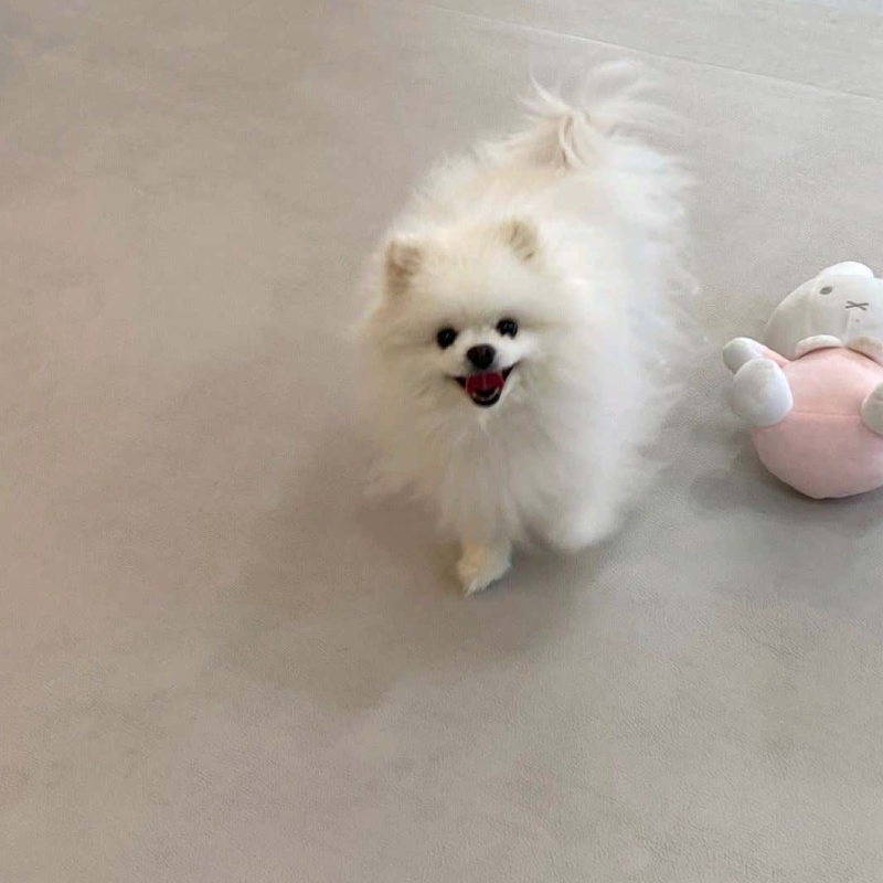 베이비댕 애견호텔