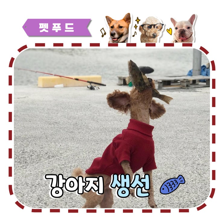  강아지 생선 먹어도 되나요? 구운 생선 급여 시 주의사항