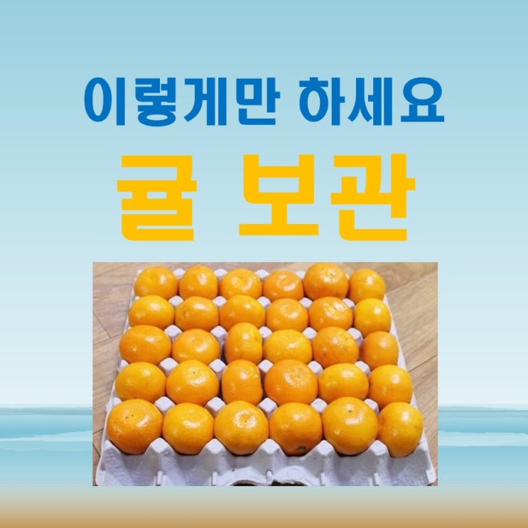  귤보관 방법 꿀팁 계란판을 이용하세요
