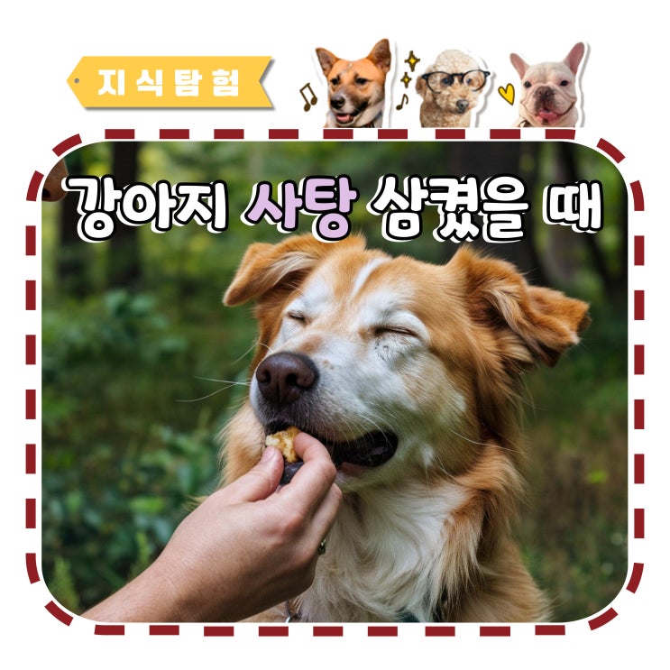  강아지 사탕 삼켰을 때 대처하는 방법