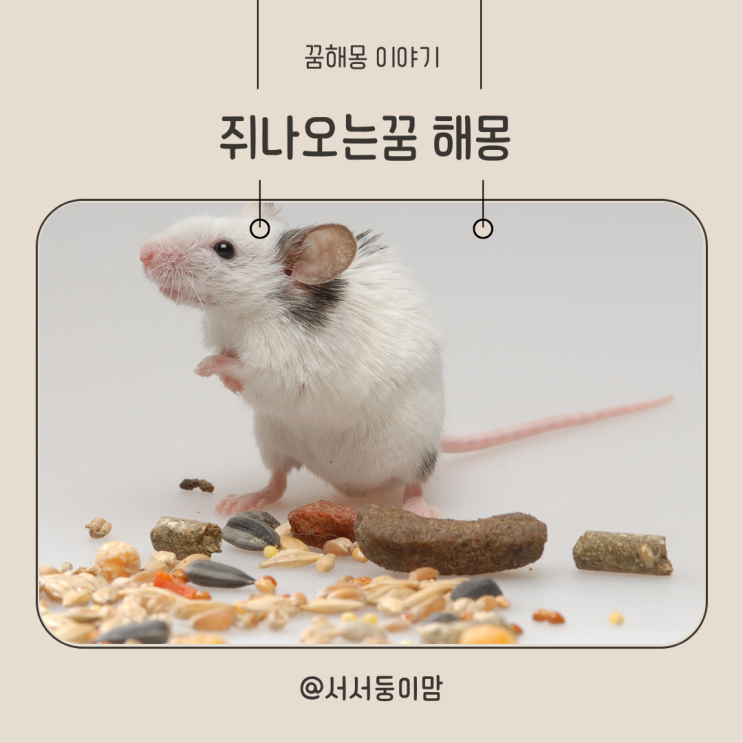  큰쥐 나오는꿈 집에 쥐나오는꿈 해몽 쥐가 많이 나오는꿈