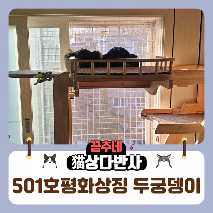  501호 고양이의 겨울일상